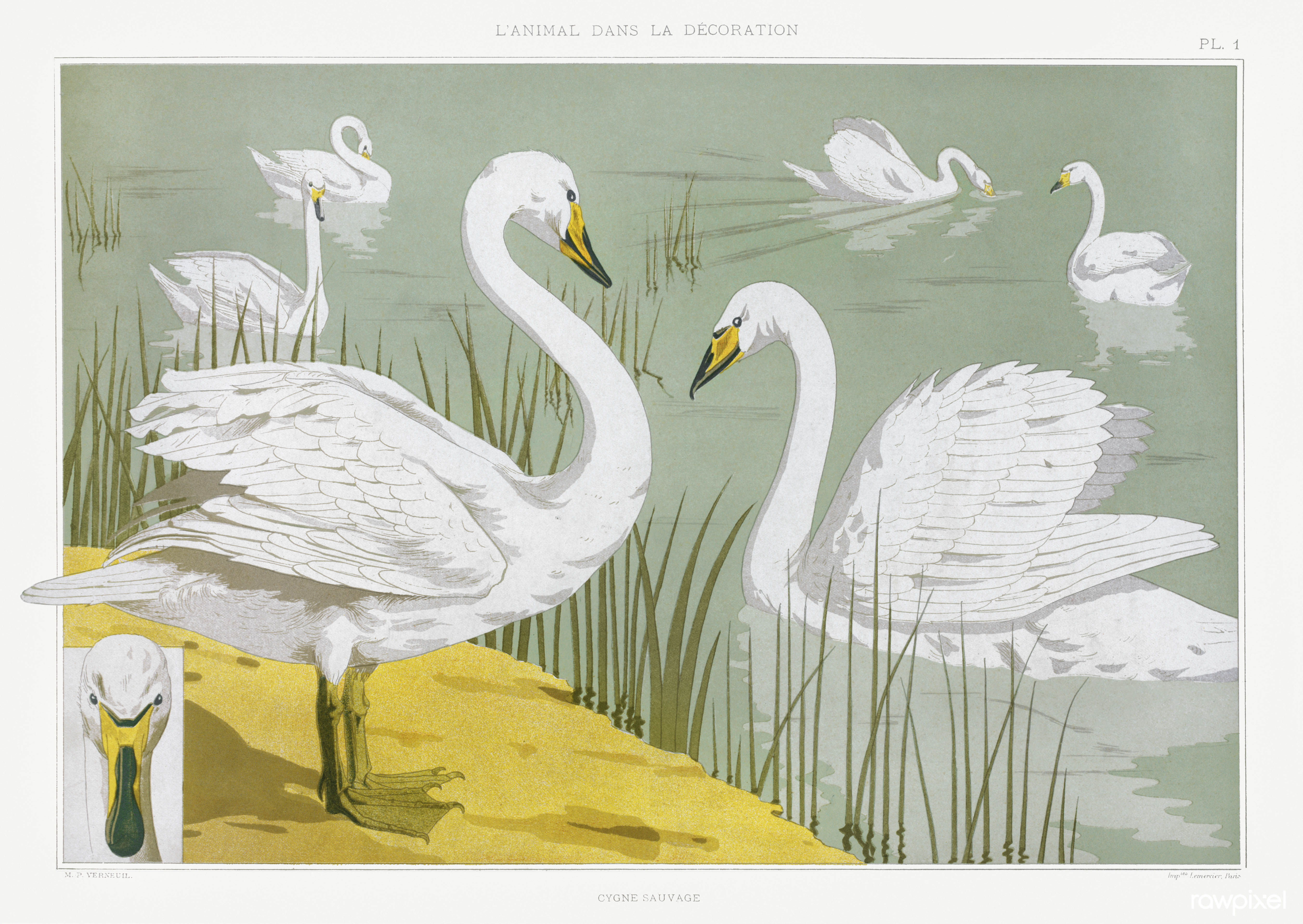 Cygne sauvage — Wild swan