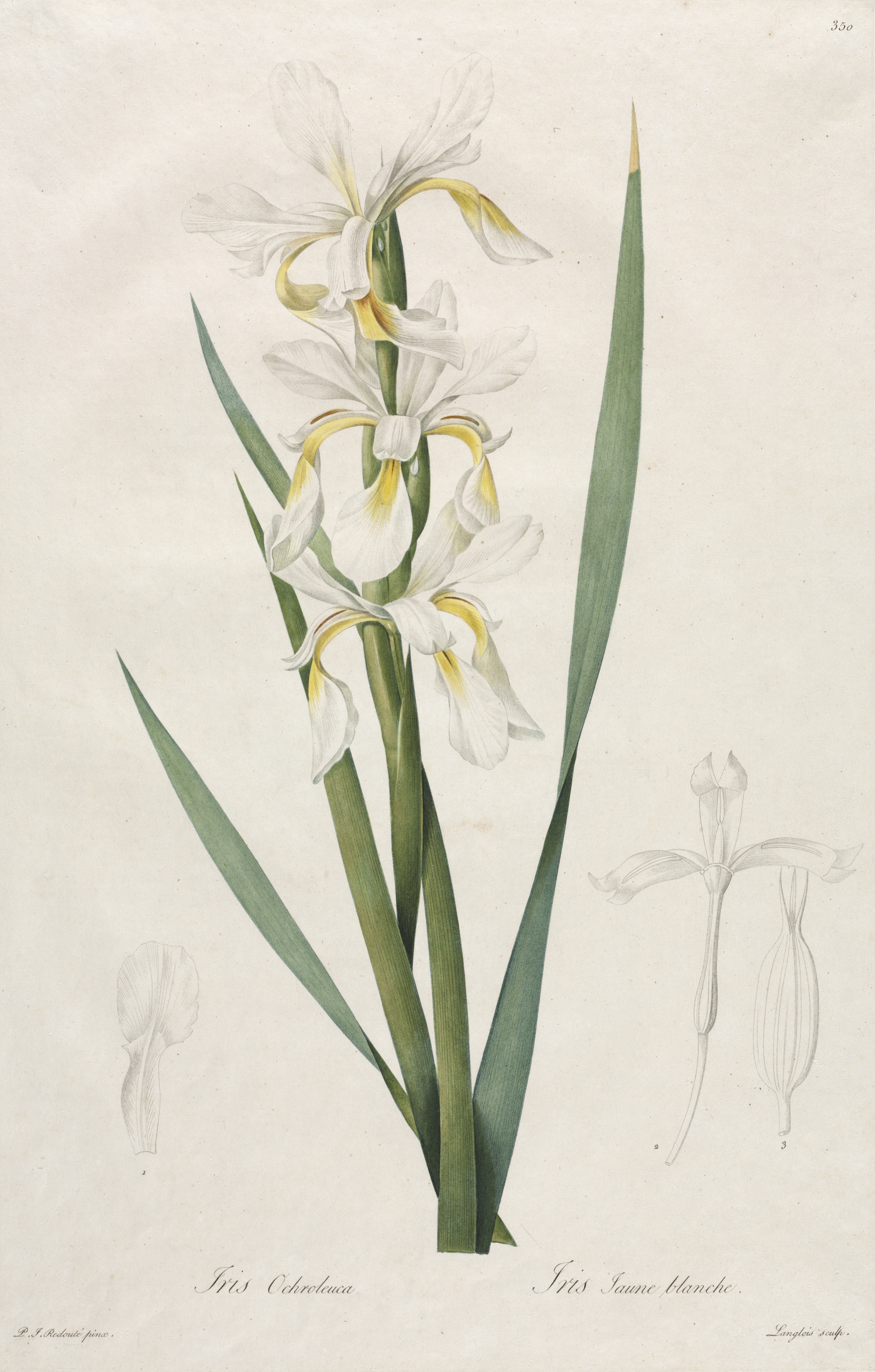 Gold-banded Iris