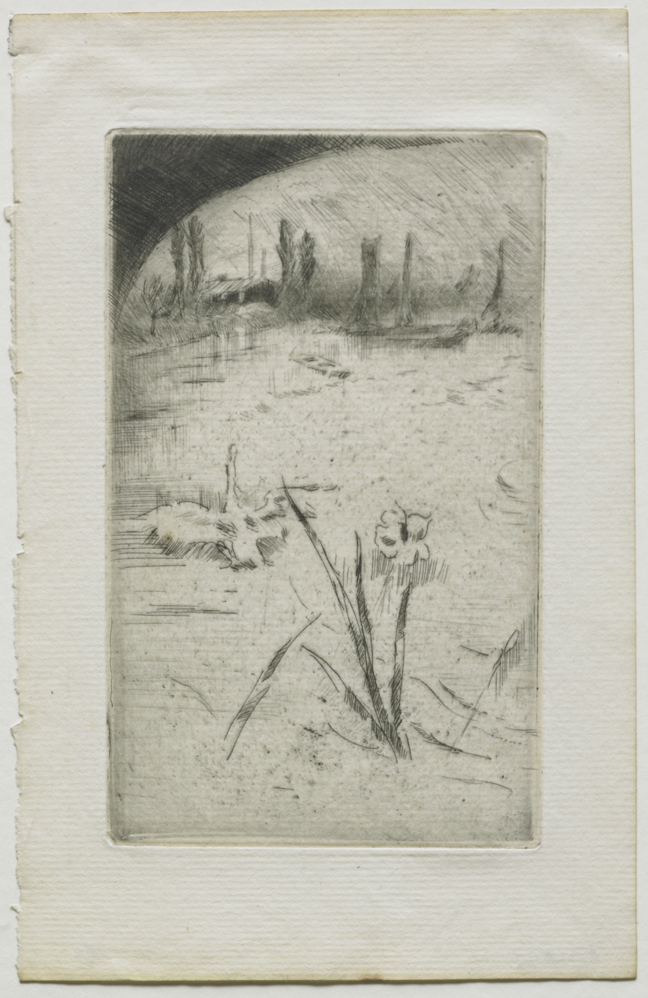 Swan and Iris