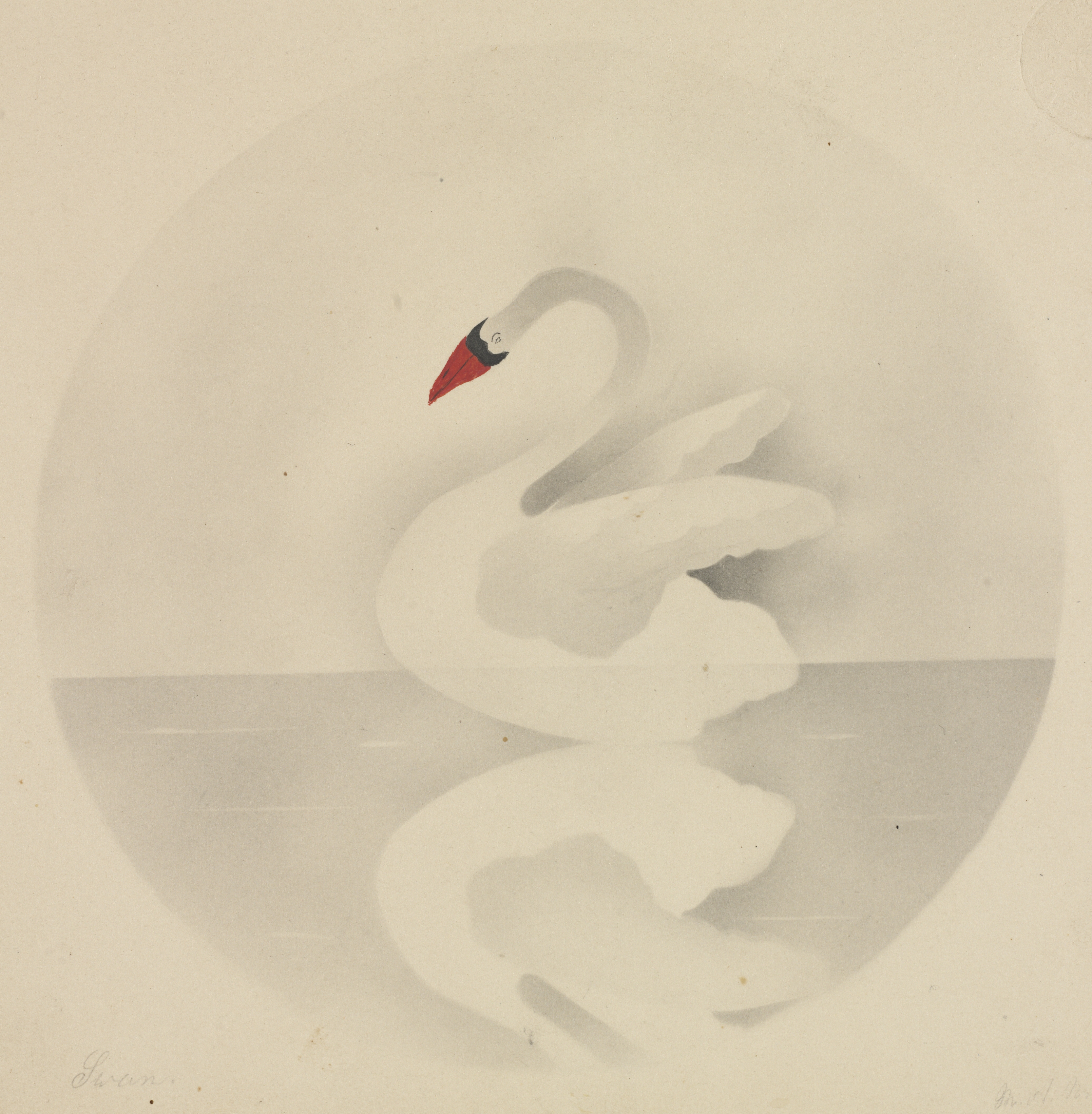 Swan